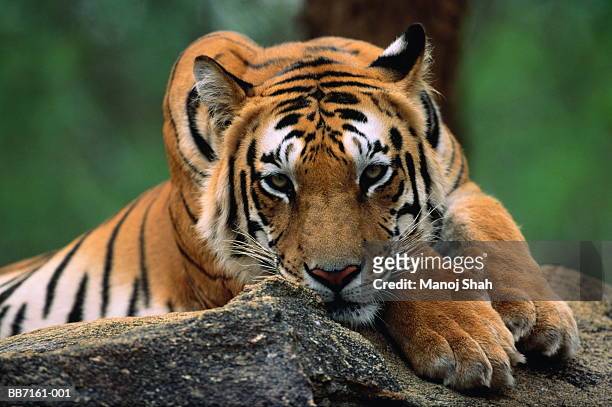 tiger resting on rocky outcrop, close-up - tiger stock pictures, royalty-free photos & images