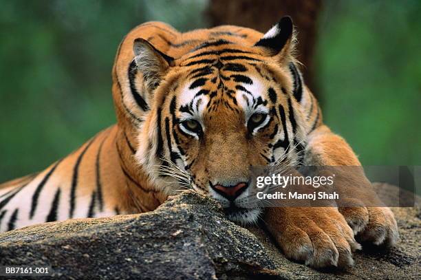 tiger resting on rocky outcrop, close-up - tigre de bengala imagens e fotografias de stock