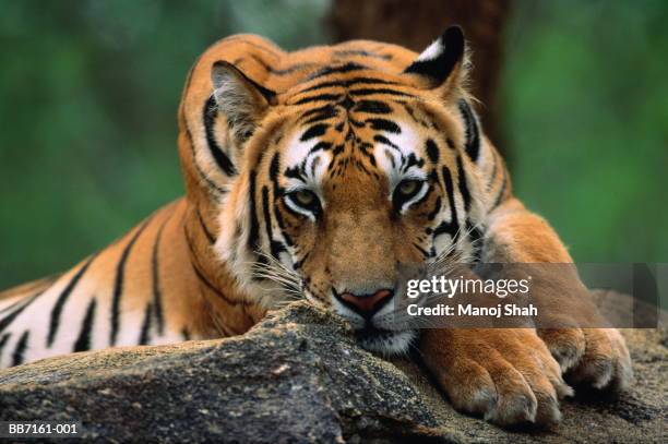 tiger resting on rocky outcrop, close-up - 虎 個照片及圖片檔