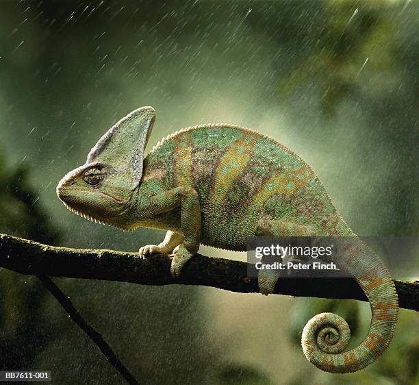 veiled chameleon (chamaeleo calyptratus) on branch during rain - chameleon fotografías e imágenes de stock
