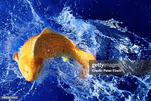 carp splashing water, blue background - carp ストックフォトと画像