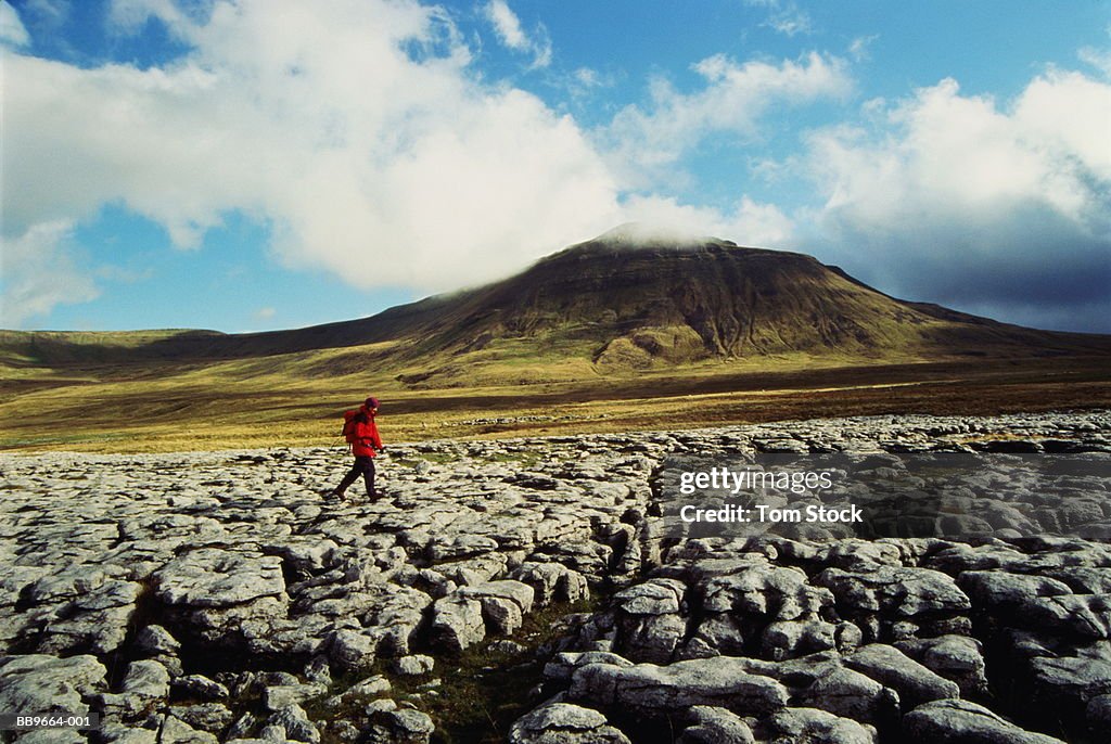 Female hiker on limestone pavement, Ingleborough, Yorkshire, England