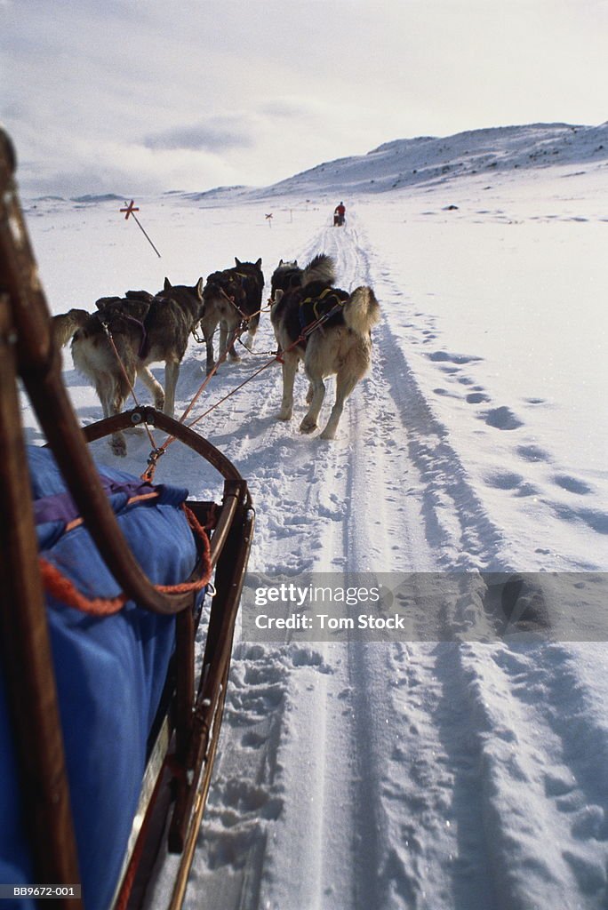 Team of huskies pulling sledge, rear view, Lapland, Sweden