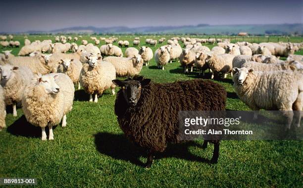 black sheep standing amongst flock of white sheep (digital composite) - exclusion stock-fotos und bilder