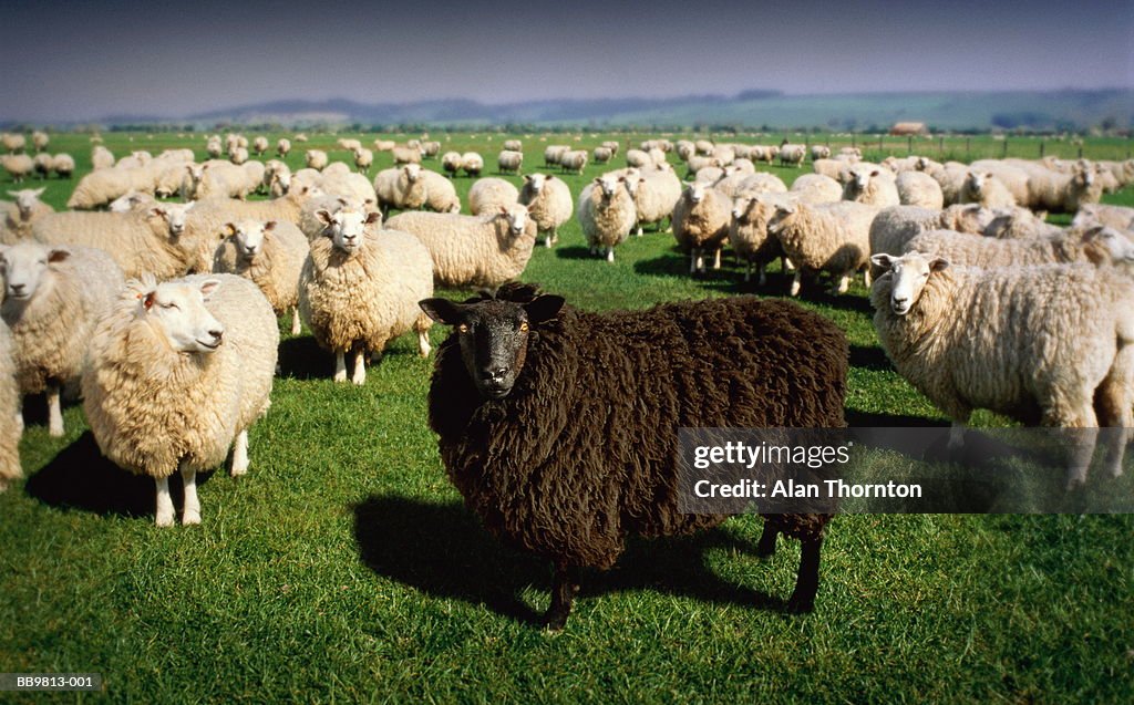 Black sheep standing amongst flock of white sheep (Digital Composite)