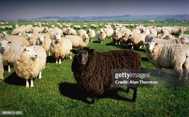 black sheep standing amongst flock of white sheep (digital composite) - växtätare bildbanksfoton och bilder