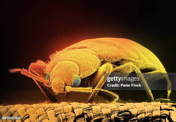 sem of bloodsucking bed bug (cimex hemipterus) x15 (digital composite) - tropical bedbug stock pictures, royalty-free photos & images