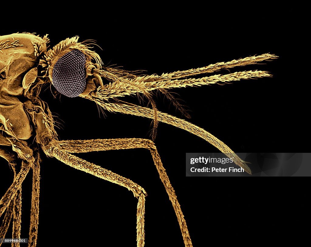SEM of Anopheles mosquito species, carrier of malaria parasite x20
