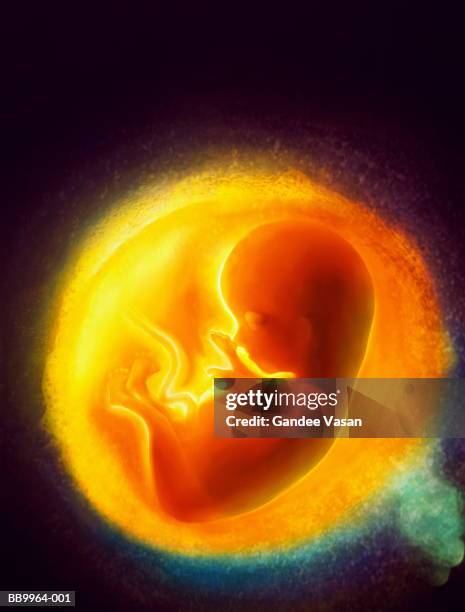 human foetus (digital) - feto foto e immagini stock