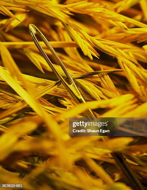 sewing needle partially hidden in pile of hay, close-up - needle in a haystack 英語の慣用句 ストックフォトと画像