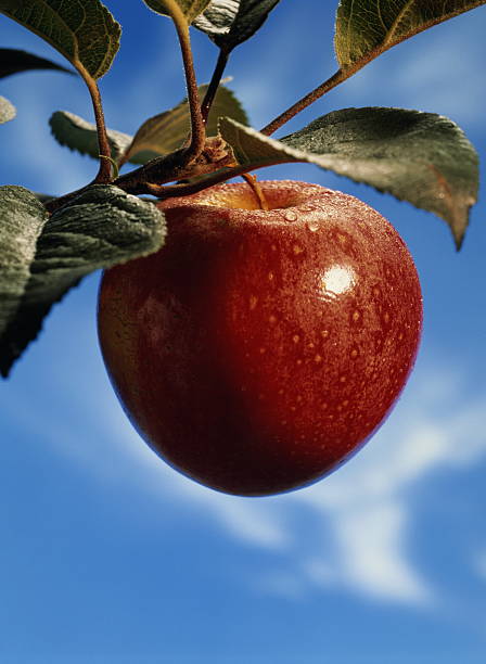 Single Apple Ripe 5,948 Single Apple Tree Stock Photos, High-Res Pictures, and Images ...