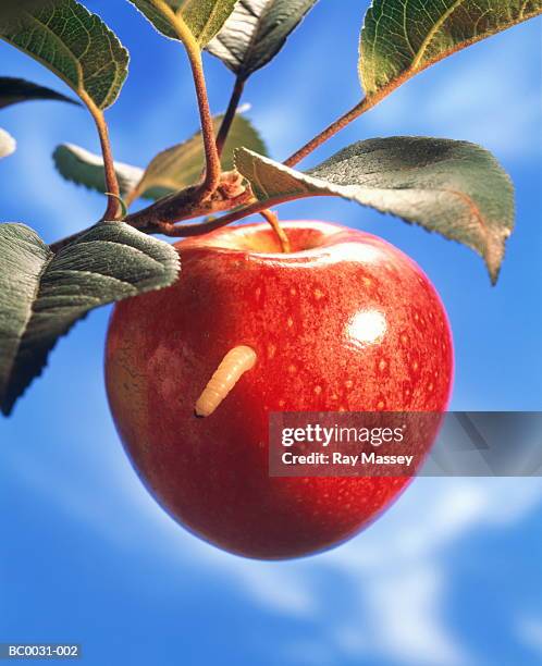 maggot emerging from ripe apple on tree, close-up - made stock-fotos und bilder