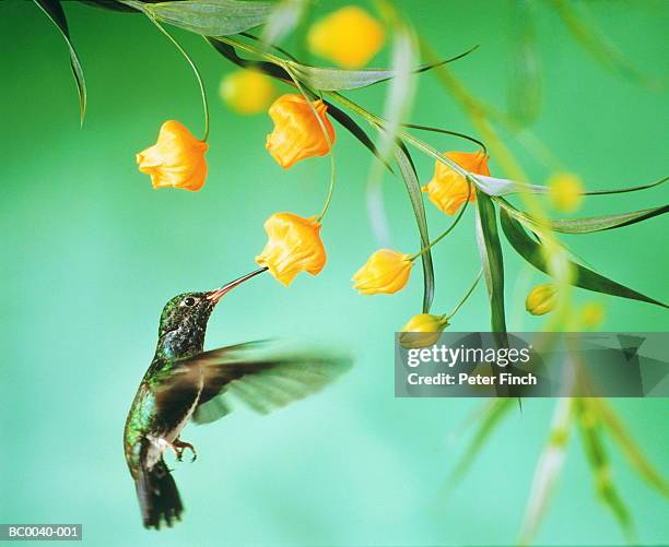 hummingbird (trochilidae) feeding from tropical bloom, close-up - hummingbirds stock-fotos und bilder