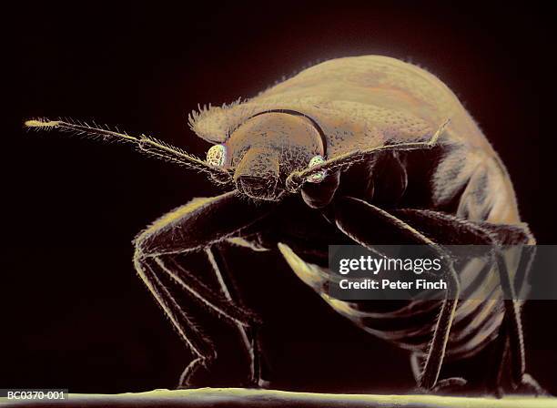 sem of temperate bed bug (cimex lectularius) x20 (colour enhanced) - rasterelektronenmikroskop stock-fotos und bilder