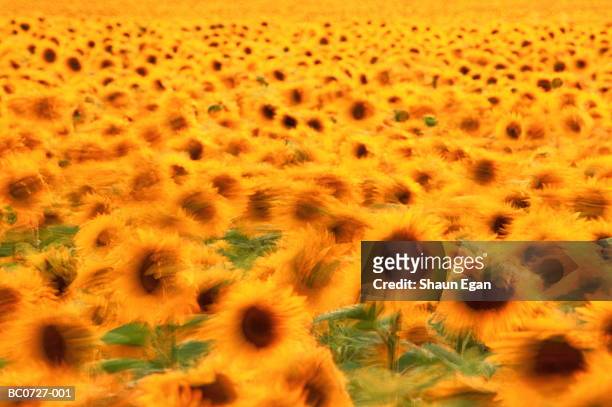 field of sunflowers, full frame (long exposure) - sonnenblume stock-fotos und bilder