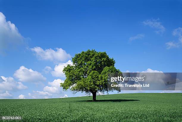 english oak tree (quercus robur) in field, lincolnshire, england - english oak bildbanksfoton och bilder