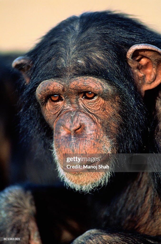 Adult common chimpanzee (Pan troglodytes), head-shot, Kenya