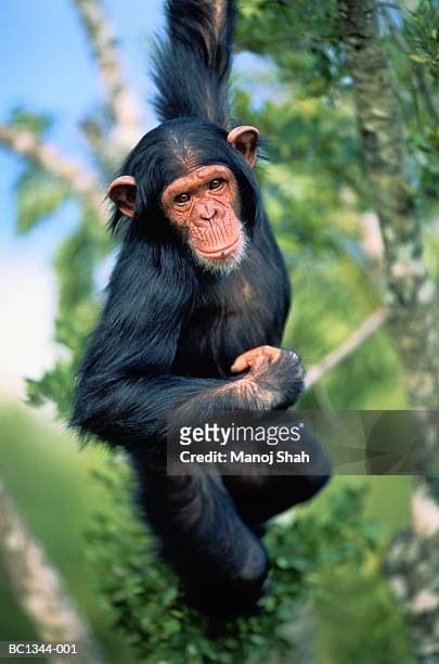 common chimpanzee (pan troglodytes) swinging in tree, close-up, kenya - chimpanzee stock-fotos und bilder