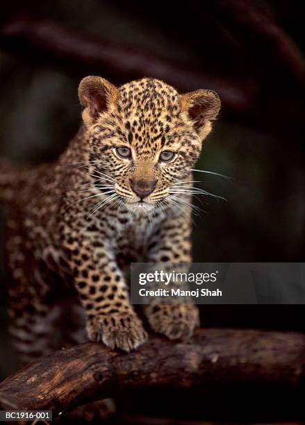 leopard cub (panthera pardus) standing on branch, close-up - léopardeau photos et images de collection
