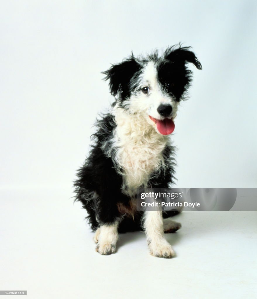 Three month old border collie cross-breed puppy, sitting