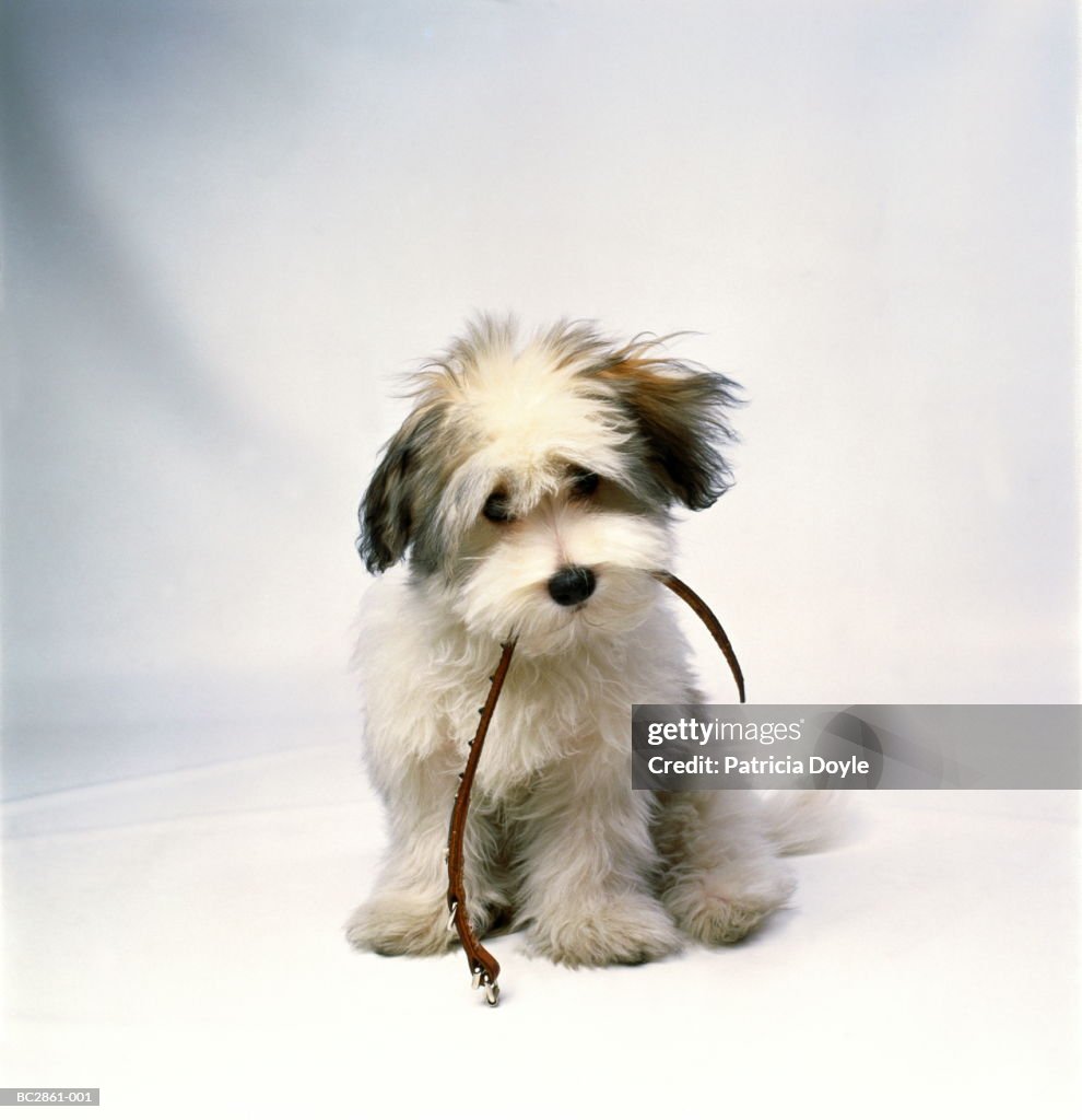 Havanese puppy holding collar in mouth, white background