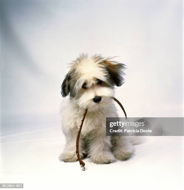 havanese puppy holding collar in mouth, white background - havanese stock pictures, royalty-free photos & images