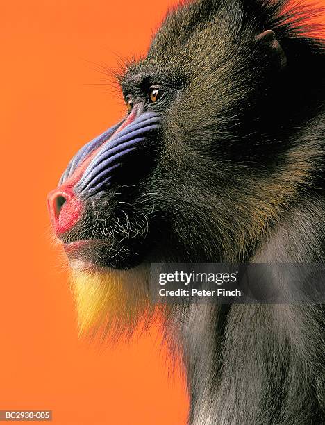 mandrill (papio sphinx) against orange background, close-up - male baboon stock pictures, royalty-free photos & images