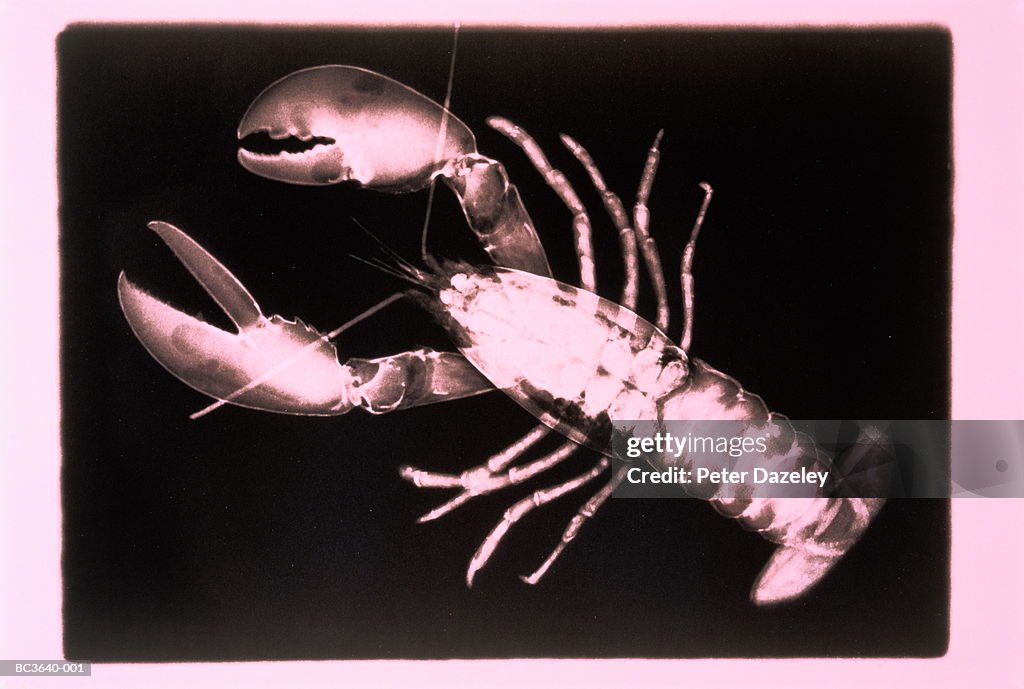 X-ray of lobster (Homarus gammarus) (toned B&W)