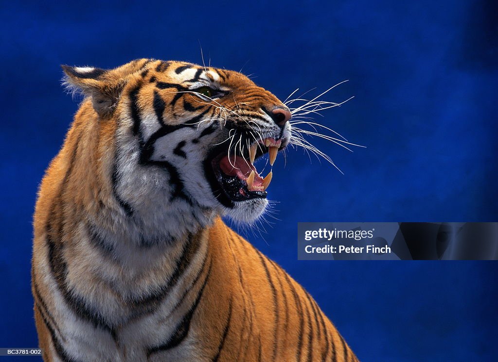 Bengal tiger (Pantera tigris tigris), headshot