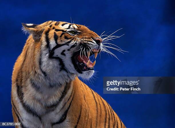 bengal tiger (pantera tigris tigris), headshot - roaring - fotografias e filmes do acervo