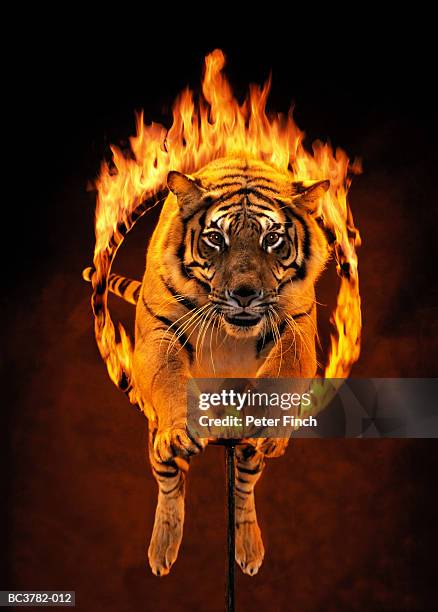 bengal tiger jumping through burning hoop (digital composite) - bc3782 012 imagens e fotografias de stock