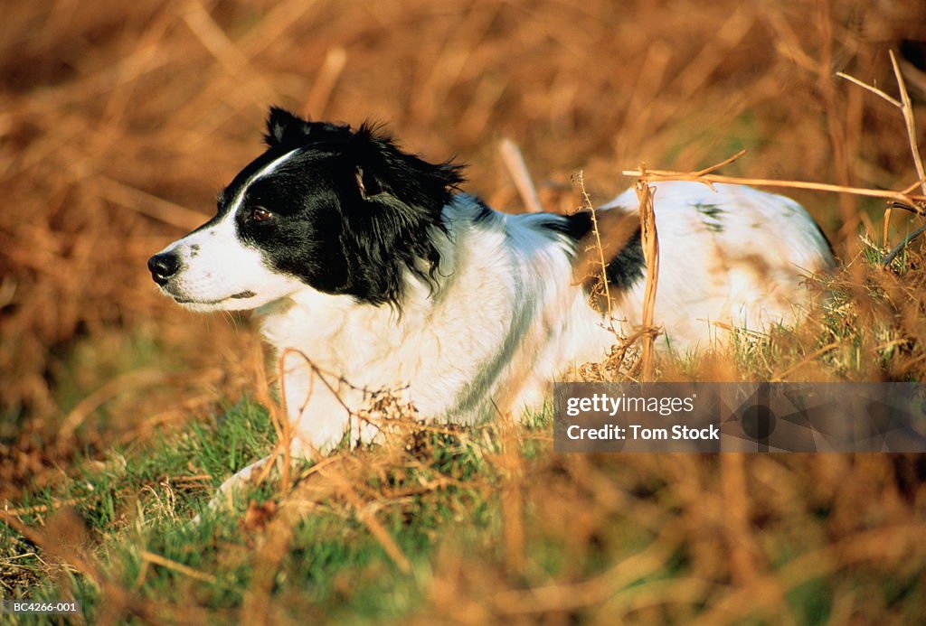 Collie cross sheepdog in grass, Lake District, Cumbria, England