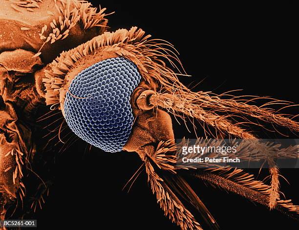 sem of anopheles species mosquito, carrier of malaria parasite x70 - microscopia eletrônica de varredura - fotografias e filmes do acervo