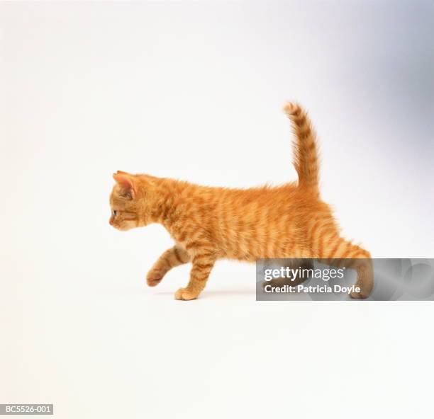 domestic kitten against white background - cat on white stock-fotos und bilder