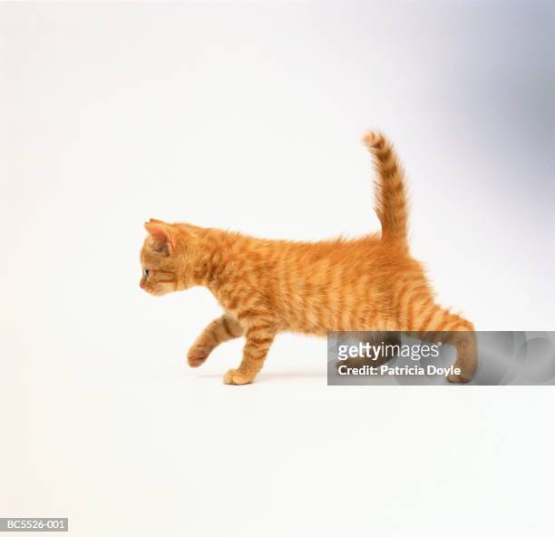 domestic kitten against white background - gatto soriano foto e immagini stock