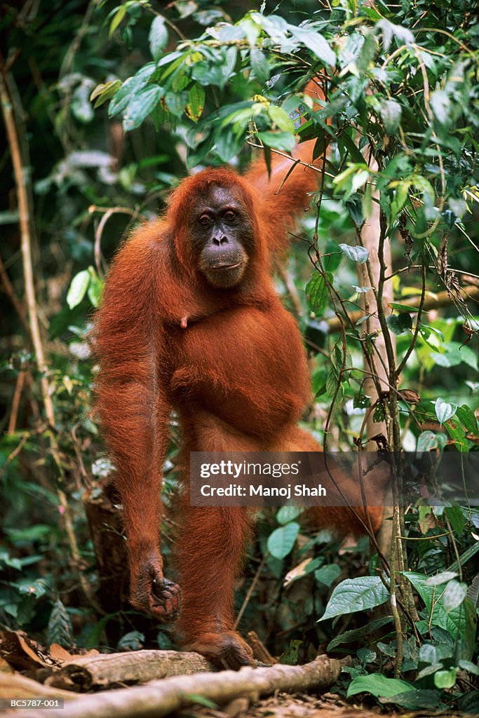 Female orang-utan (Pongo pygmaeus) standing, Indonesia