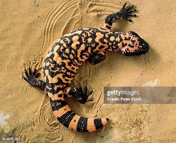 gila monster (heloderma suspectum), overhead view - gila monster stock-fotos und bilder