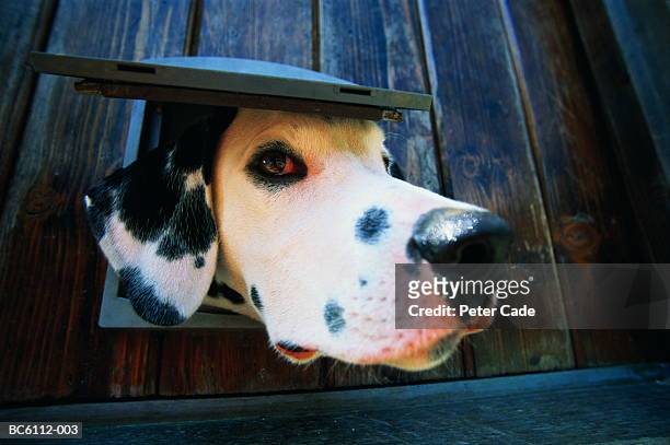 dalmatian dog, poking head through cat flap, close-up (wide angle) - animal behavior stock-fotos und bilder