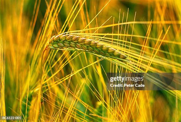 ear of barley, close-up, cornwall, england - unripe stock pictures, royalty-free photos & images