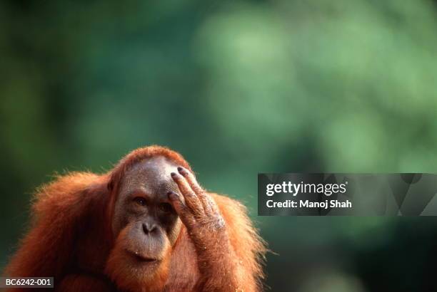 male orang-utan (pongo pygmaeus) scratching head, head-shot - scratching head stock pictures, royalty-free photos & images