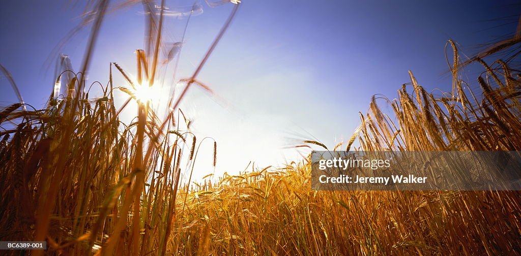 Barley (Hordeum sp.) field, low angle view