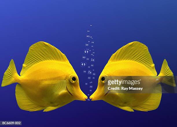 two yellow tangs, face to face (digital composite) - fisch stock-fotos und bilder