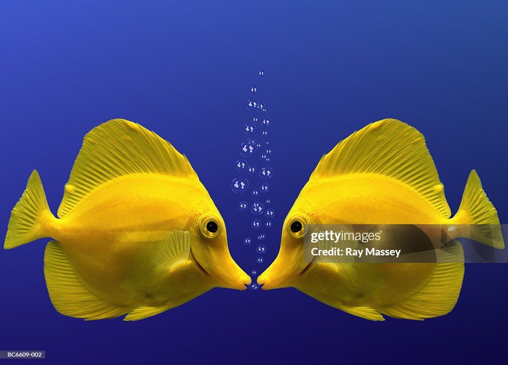 Two yellow tangs, face to face (Digital Composite)