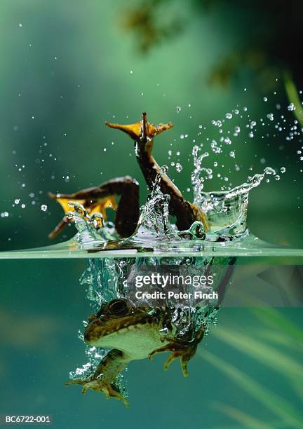 common european frog (rana temporaria) jumping in water - subir rana fotografías e imágenes de stock