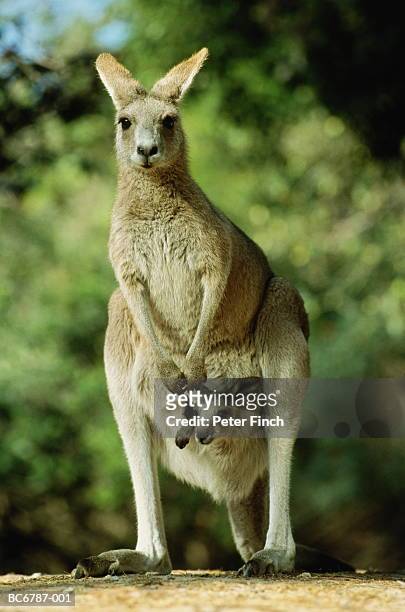 western grey kangaroo (macropus fuliginosus) and joey, australia - joey kangaroo photos et images de collection