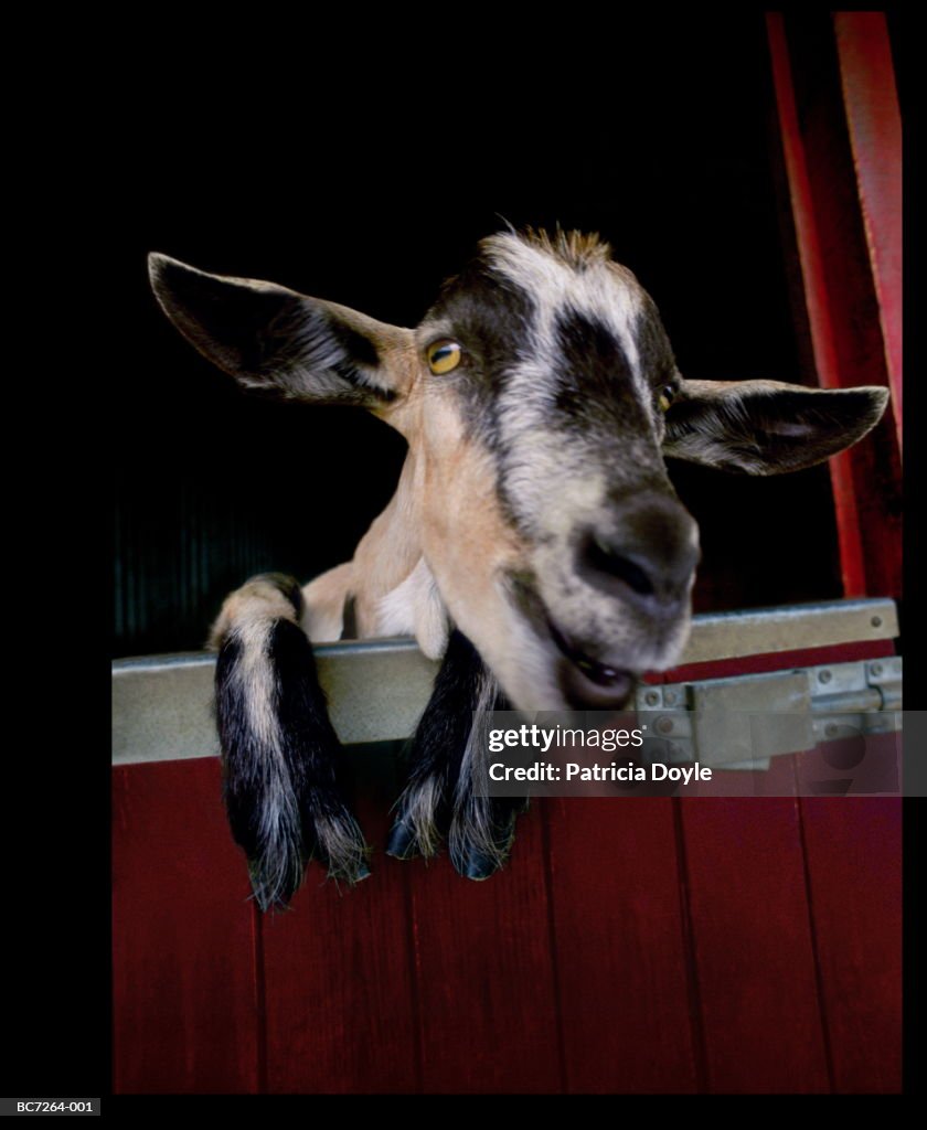 Domestic goat looking over pen door, close-up