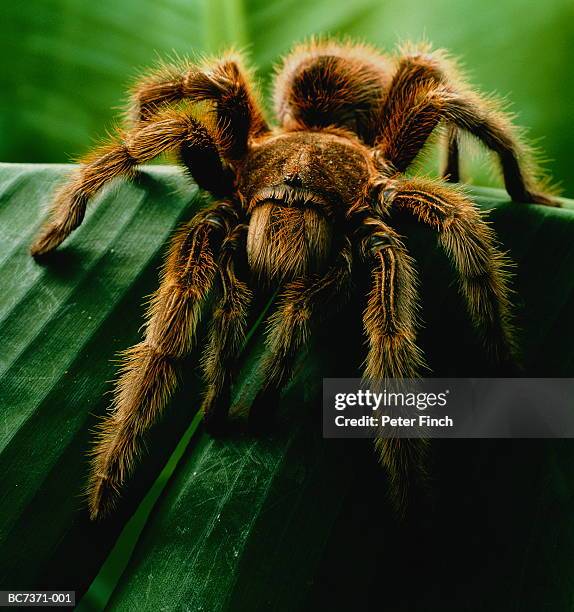 chilean rose tarantula (grammostola spatulata) on leaf, close-up - tarantula stockfoto's en -beelden