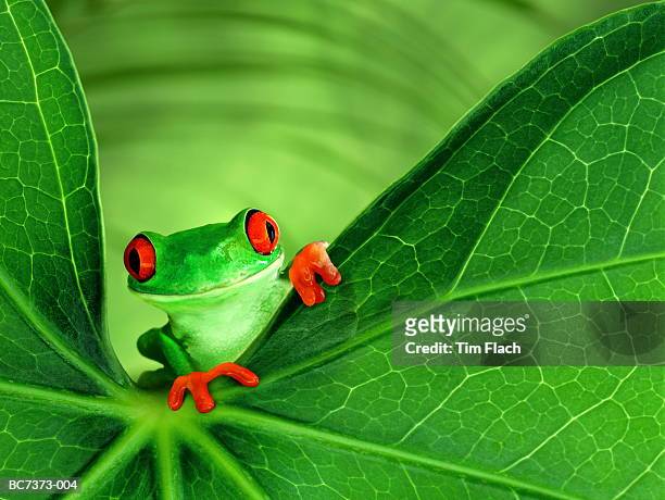 red-eyed tree frog (agalychnis callidryas) on leaf (composite) - tim flach stock-fotos und bilder