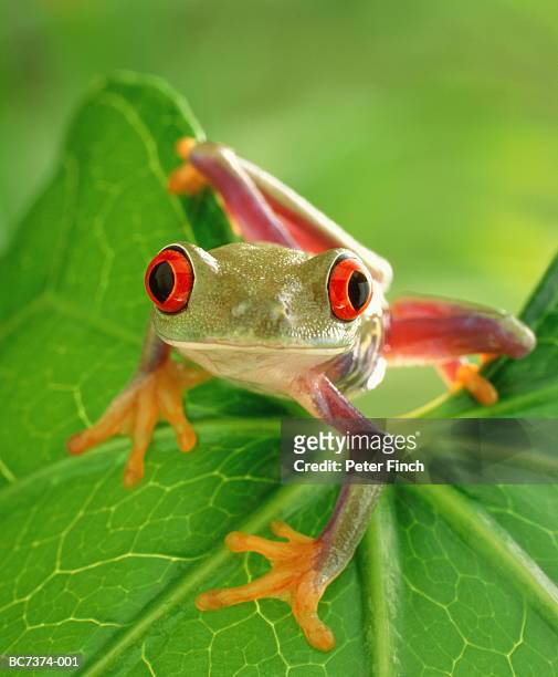 red-eyed tree frog (agalychnis callidryas) crouching on leaf - amphibie stock-fotos und bilder