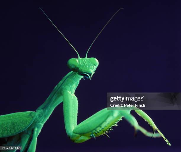 african praying mantis (sphodro- mantis viridis) (enhancement) - african praying mantis stock pictures, royalty-free photos & images